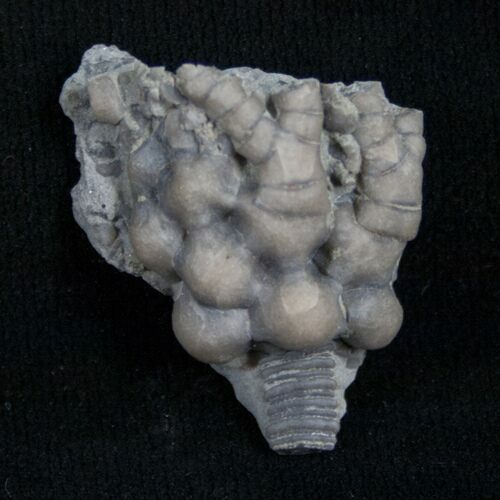 Small Decadocrinus Crinoid Crown - Indiana #8402